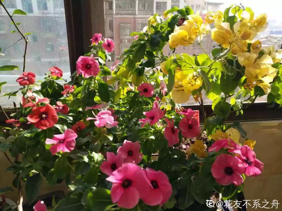 室內(nèi)養(yǎng)花有小飛蟲怎么辦_室內(nèi)養(yǎng)花的好處與壞處_室內(nèi)養(yǎng)花