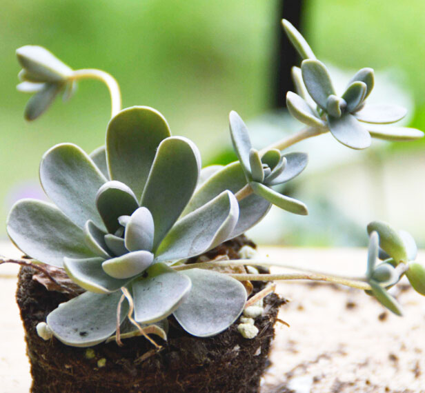 多肉植物開花嗎?_開花的多肉叫什么名字_開花植物多肉怎么養(yǎng)