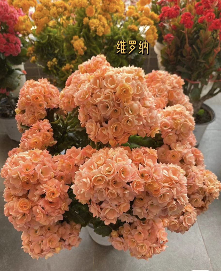 臥室養(yǎng)綠植適合養(yǎng)什么花_適合養(yǎng)在臥室的綠植_臥室養(yǎng)綠植適合放什么花