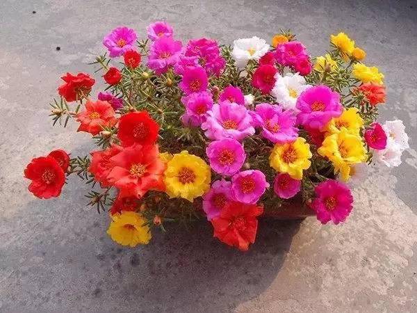 開花四季養(yǎng)活花好不好_一年四季都開花好養(yǎng)活的花_開花四季養(yǎng)活花好的植物