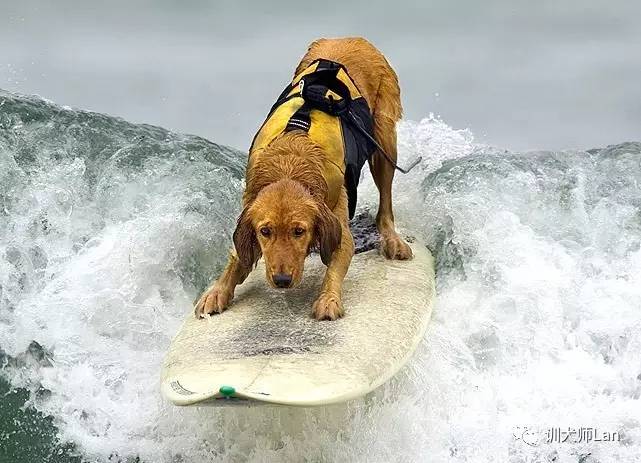 金毛屬于什么犬科_金毛是什么犬類_金毛屬于哪類犬