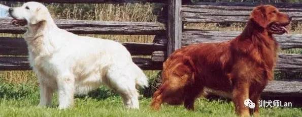 金毛是什么犬類_金毛屬于哪類犬_金毛屬于什么犬科