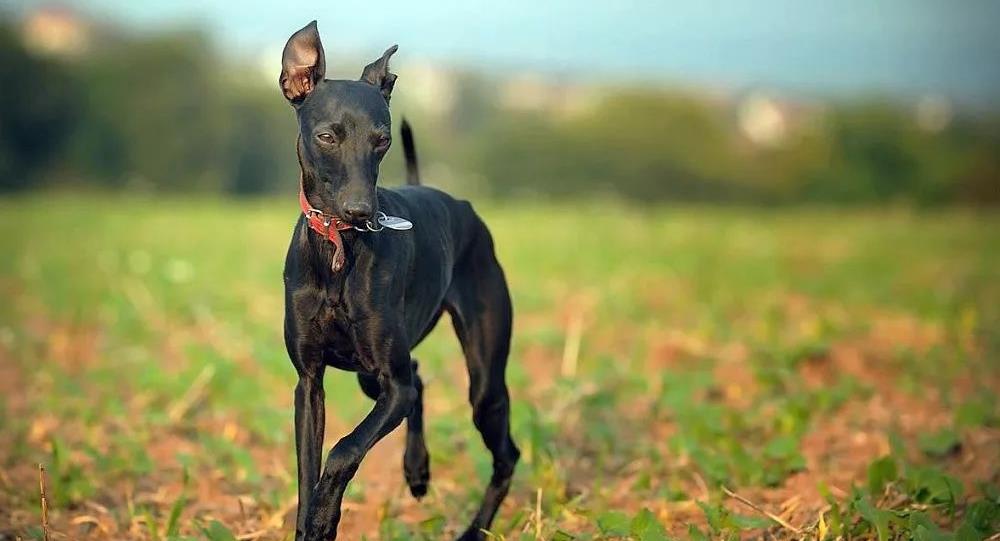 狗叫會噴出狂犬病毒嗎_什么狗不會叫_狗叫會嚇到嬰兒嗎