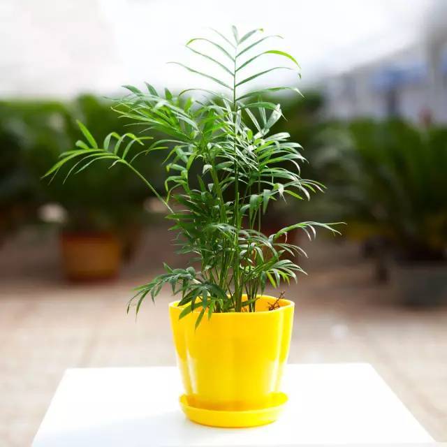 花卉綠植文案_花卉綠植圖片_花卉綠植