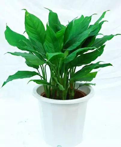 花卉綠植文案_花卉綠植圖片_花卉綠植