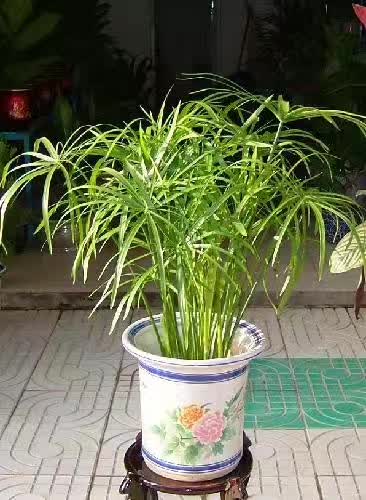 花卉綠植文案_花卉綠植圖片_花卉綠植