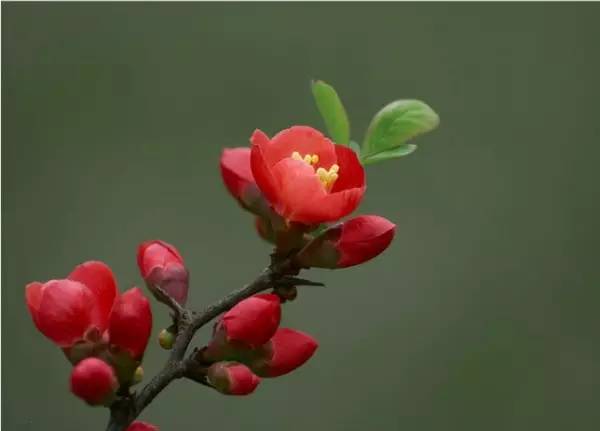 花卉綠植圖片_花卉綠植_花卉綠植文案