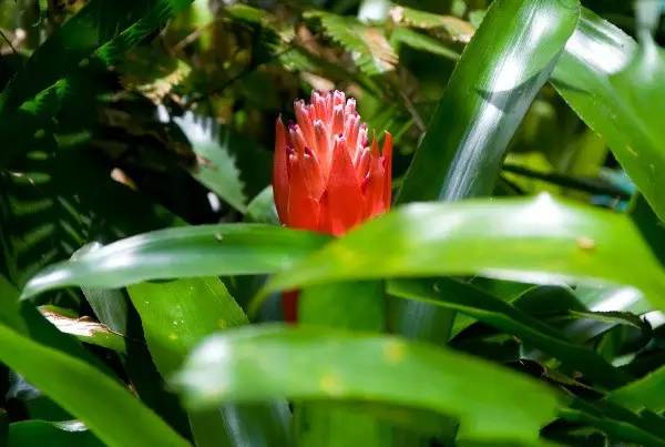 花卉綠植_花卉綠植文案_花卉綠植圖片