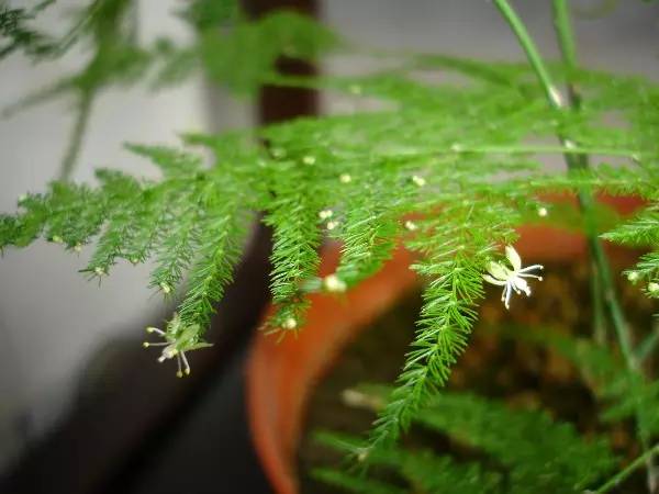 花卉綠植_花卉綠植文案_花卉綠植圖片