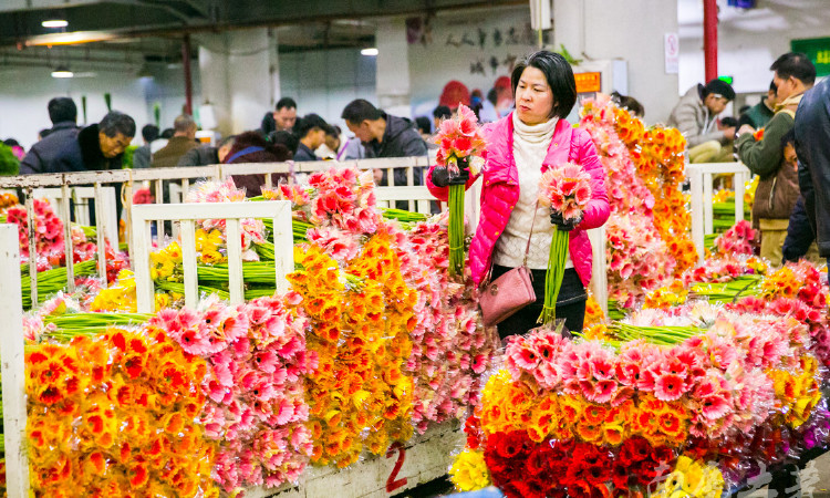 昆明斗南花卉市場——中國最大，鮮花白菜價！