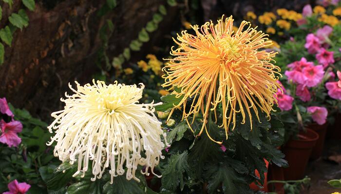 秋天的花卉_花卉秋天什么時(shí)候施肥_花卉秋天可以換土嗎