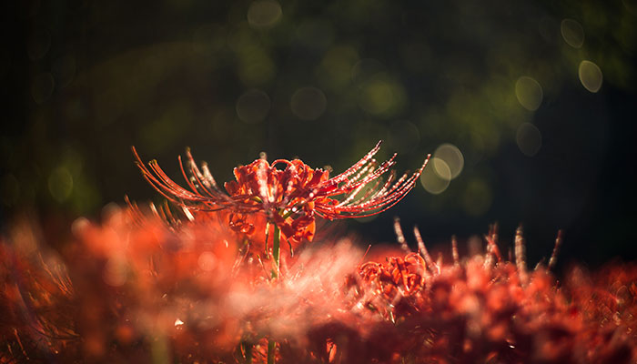 花卉秋天可以換土嗎_秋天的花卉_花卉秋天什么時(shí)候施肥