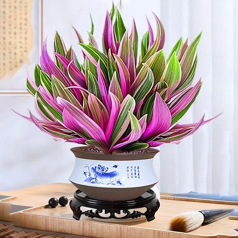 陽(yáng)臺(tái)養(yǎng)大型綠植適合什么花_適合陽(yáng)臺(tái)養(yǎng)的大型綠植_陽(yáng)臺(tái)養(yǎng)大型綠植適合種什么花