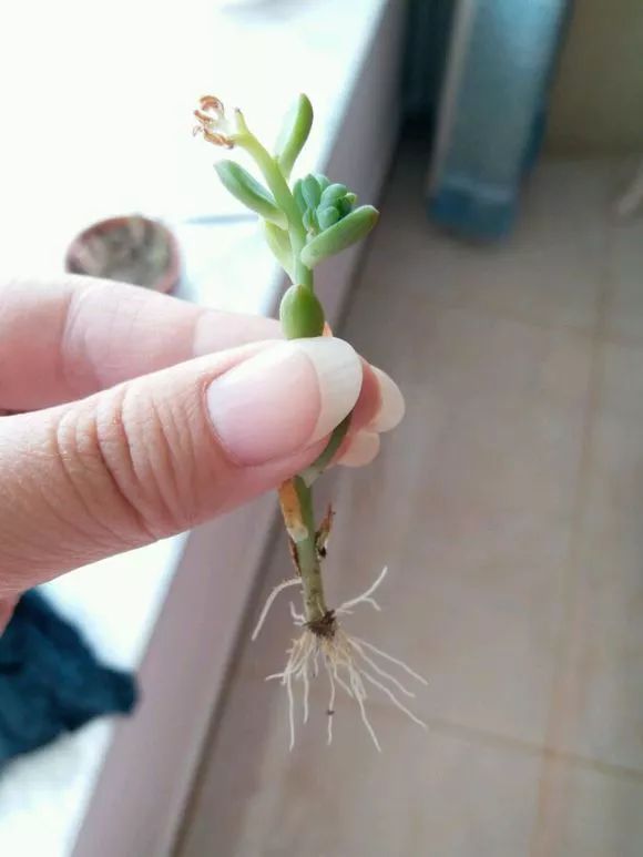 植物花多肉_植物多肉花怎樣養(yǎng)護_植物肉花生