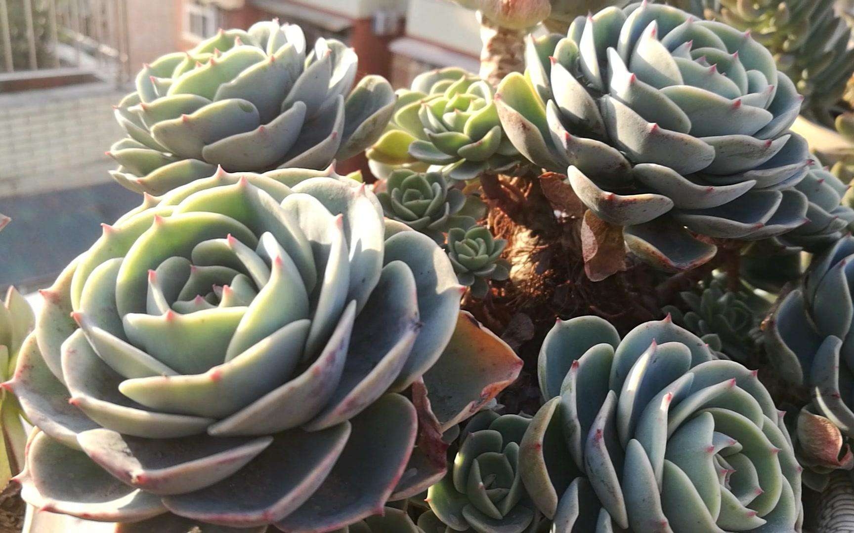 種植物多肉是什么植物_多肉是何種植物_多肉是一種植物