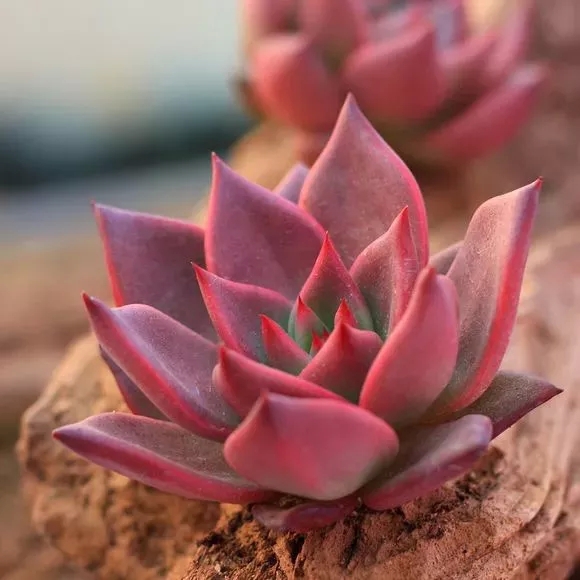 多肉是一種植物_種植物多肉是什么植物_多肉是何種植物