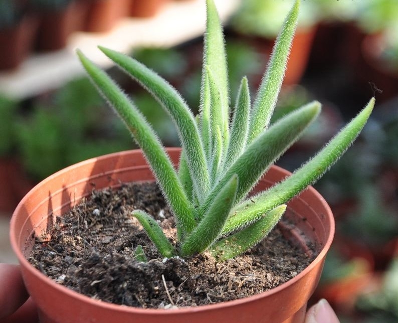 多肉是一種植物_種植物多肉是什么植物_多肉是何種植物