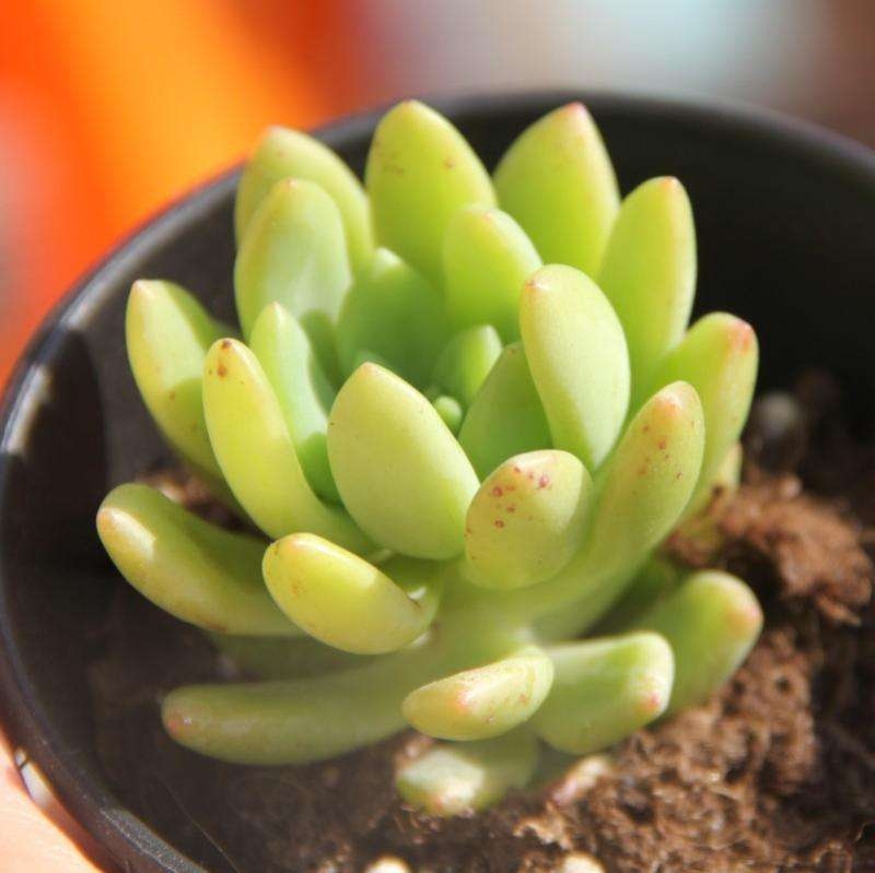 多肉是一種植物_多肉是何種植物_種植物多肉是什么植物