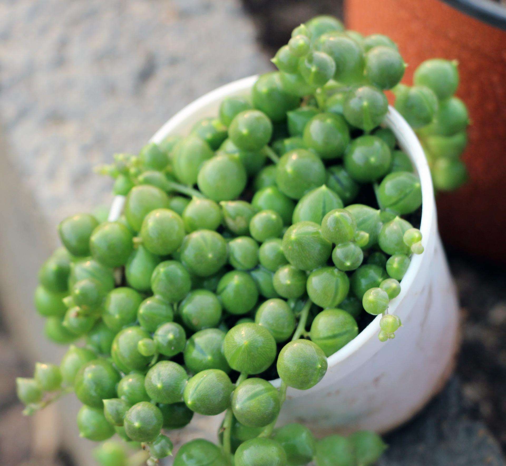 多肉是何種植物_種植物多肉是什么植物_多肉是一種植物