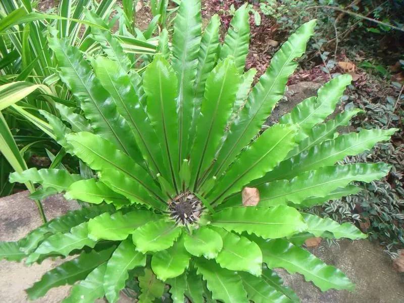 房間空氣干燥養(yǎng)什么植物_家里空氣干燥放什么植物_房間空氣干燥適合養(yǎng)什么綠植