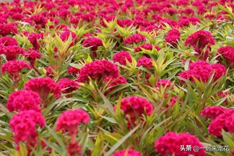 適合新手種植的5種花，皮實好養(yǎng)愛開花，抗病性強值得擁有