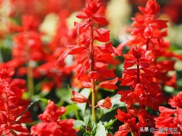 新手養(yǎng)適合花的花卉_適合新手養(yǎng)的花_新手適合養(yǎng)的10種花