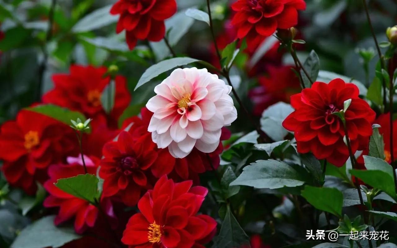 新手適合養(yǎng)的10種花_適合新手養(yǎng)的花_新手養(yǎng)適合花的花卉