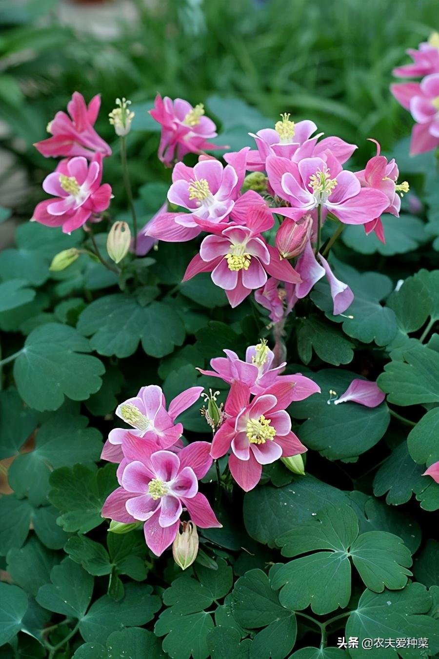 北方宿根室外植物_北方室外宿根花卉_花卉室外北方宿根怎么養(yǎng)