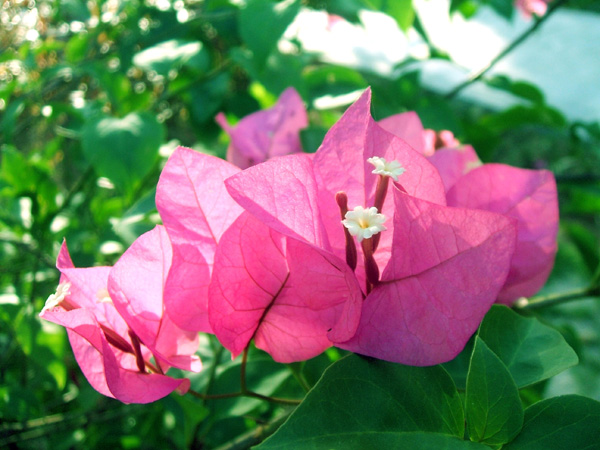 適合室內(nèi)養(yǎng)的綠植物_室內(nèi)養(yǎng)綠植適合放什么花_什么綠植適合室內(nèi)養(yǎng)