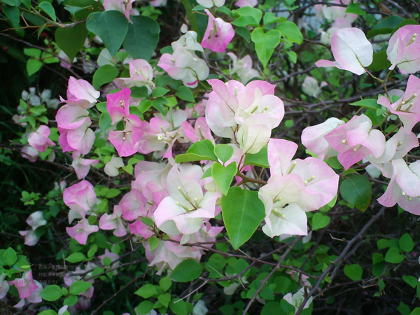 什么綠植適合室內(nèi)養(yǎng)_適合室內(nèi)養(yǎng)的綠植物_室內(nèi)養(yǎng)綠植適合放什么花