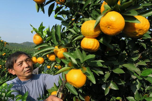 適合冬季養(yǎng)的綠植_冬季養(yǎng)綠植適合什么花_冬天養(yǎng)什么綠植比較容易存活