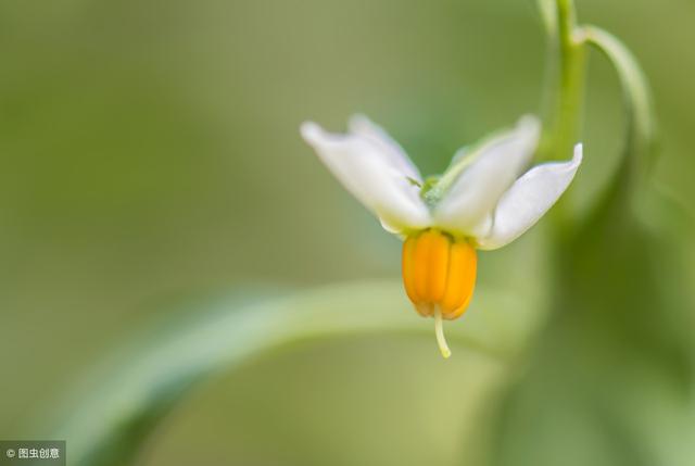 冬天養(yǎng)什么綠植比較容易存活_適合冬季養(yǎng)的綠植_冬季養(yǎng)綠植適合什么花