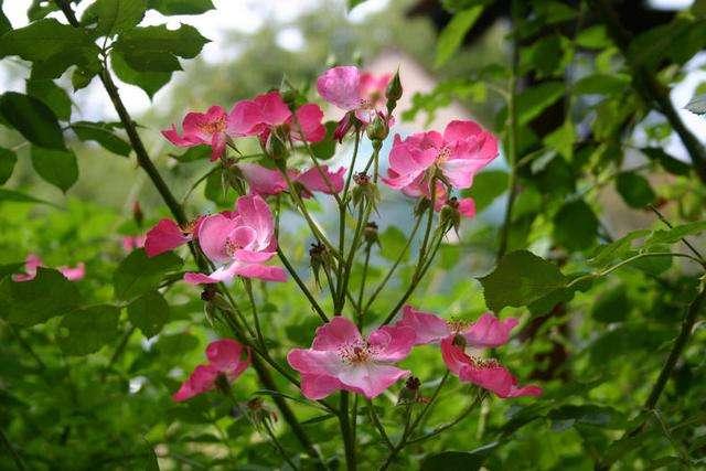 長(zhǎng)日照花卉植物_長(zhǎng)日照花卉定義_長(zhǎng)日照花卉