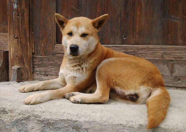 中華田園犬明明很優(yōu)秀，為什么越來(lái)越多的人，瞧不起土狗？