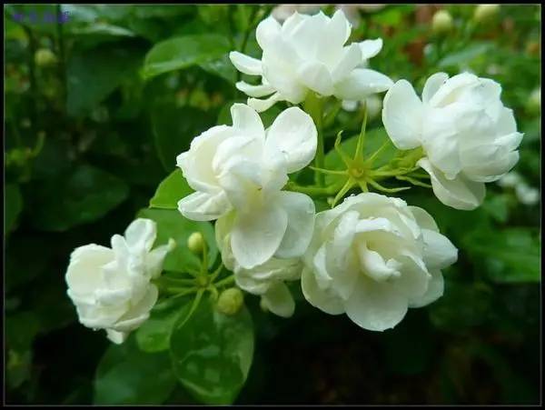 室內(nèi)冬天開花_冬季開花的室內(nèi)花卉有哪些_花卉開花冬季室內(nèi)有什么好處