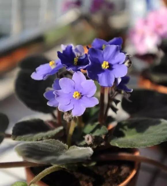 室內(nèi)冬天開花_花卉開花冬季室內(nèi)有什么好處_冬季開花的室內(nèi)花卉有哪些