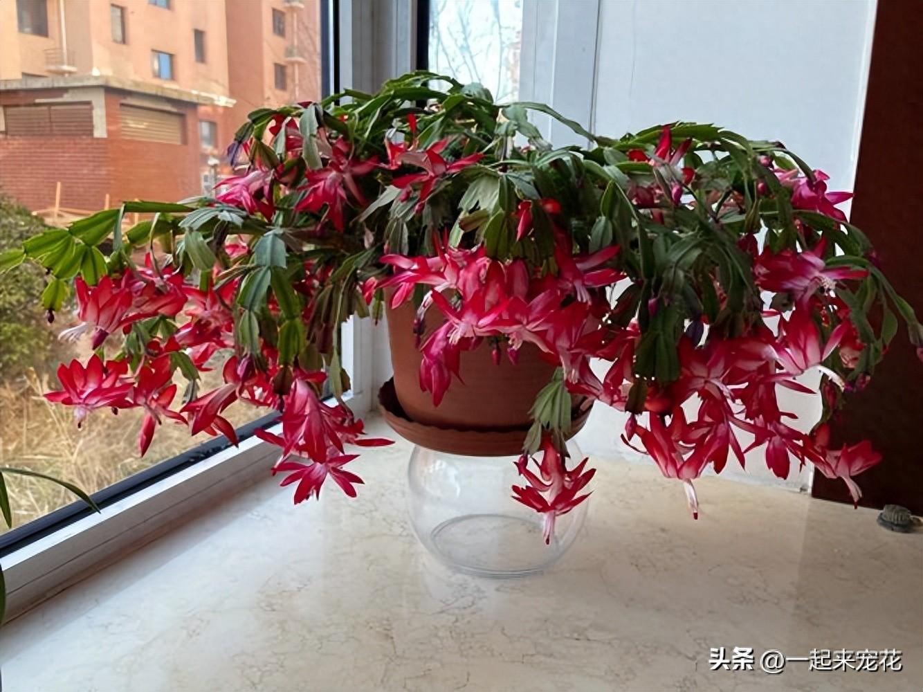 適合室內(nèi)種植的5種花，每一種都是顏值擔(dān)當(dāng)，好養(yǎng)好看空氣更清新