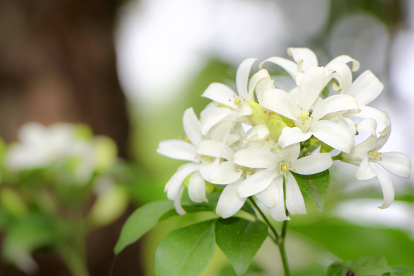 客廳擺綠植擺哪種好_客廳擺綠植有什么講究_客廳里擺什么綠植好