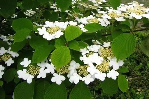 耐寒耐旱的室內(nèi)植物有哪些_室內(nèi)耐寒植物耐旱有哪些品種_室內(nèi)耐寒耐旱的室內(nèi)植物