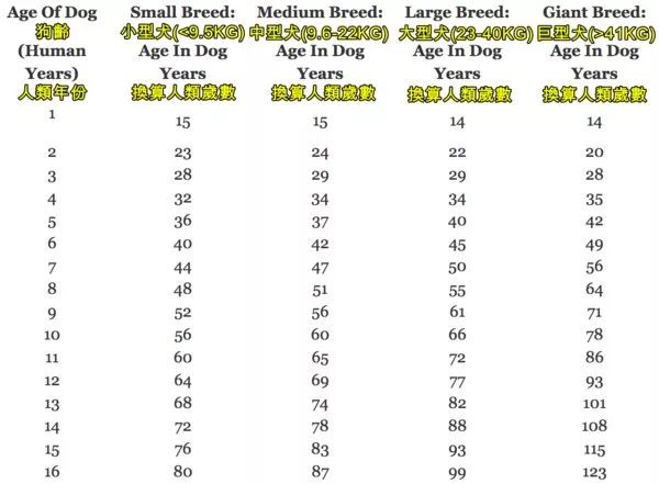 訓(xùn)練狗狗不撲人_狗狗總舔人_狗狗4歲相當(dāng)于人幾歲