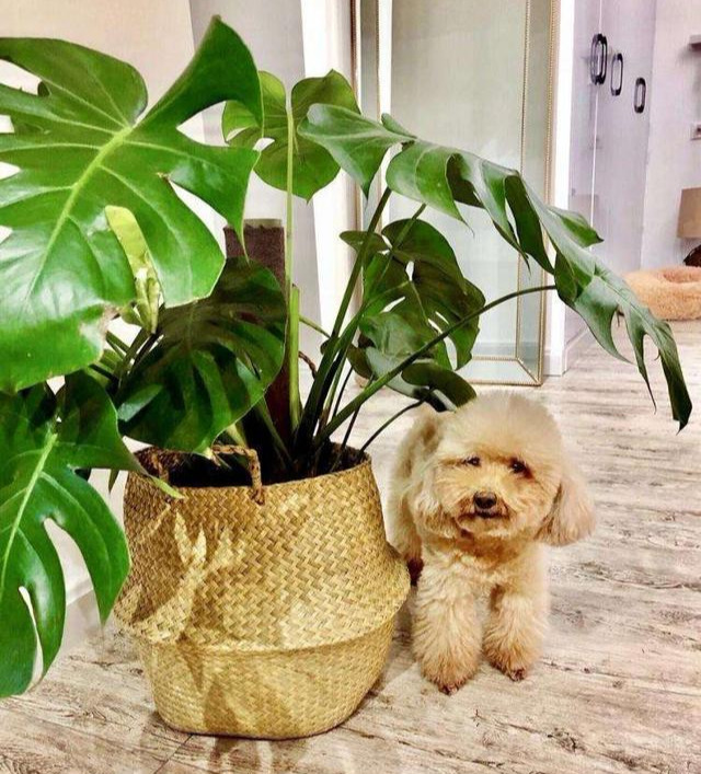 什么綠植能凈化空氣_凈化能空氣綠植的植物_凈化空氣綠植推薦