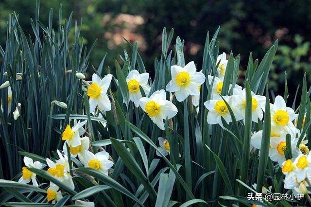 耐寒植物室內(nèi)養(yǎng)殖_養(yǎng)殖室內(nèi)耐寒植物有哪些_適合室內(nèi)養(yǎng)殖的耐寒植物