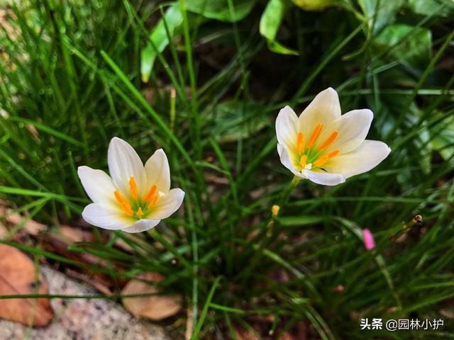 養(yǎng)殖室內(nèi)耐寒植物有哪些_適合室內(nèi)養(yǎng)殖的耐寒植物_耐寒植物室內(nèi)養(yǎng)殖