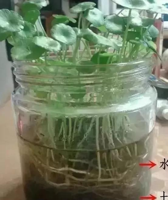 銅錢草矮化_銅錢草可以用矮壯素嗎_怎樣把銅錢草養(yǎng)的又矮又肥