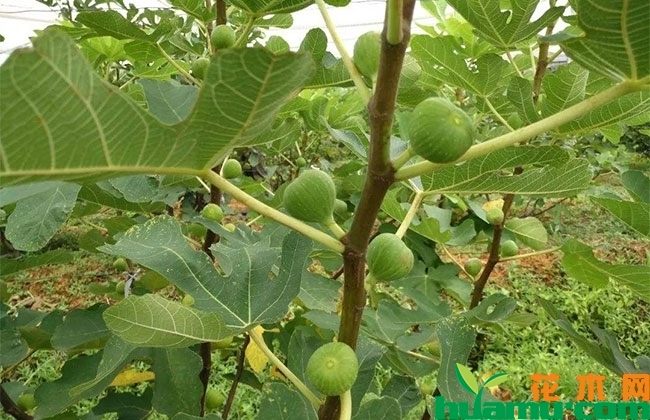 地開花的圖片_地里開花_地開花長什么樣