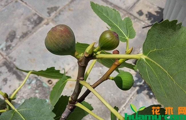 地開花的圖片_地開花長什么樣_地里開花